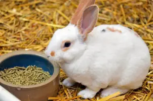 Aliment Lapin