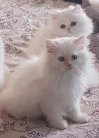 Chat persan