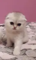 Chat scotish fold femelle
