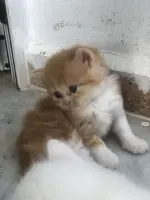 Chaton persan