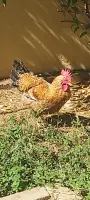 coq