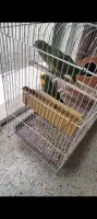 Perruche de Baraban