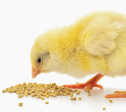 Aliment Poulet De Chair