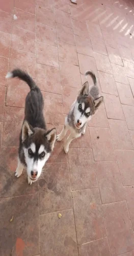 Husky serbien mâle w femal
