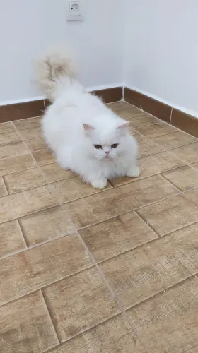 Chat Mâle  persan 18 mois