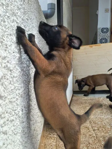 Chiots Malinois Charbonné masque noir