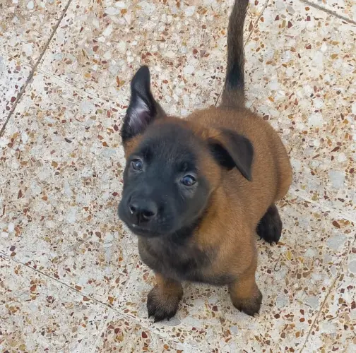 Chiots Malinois Charbonné masque noir