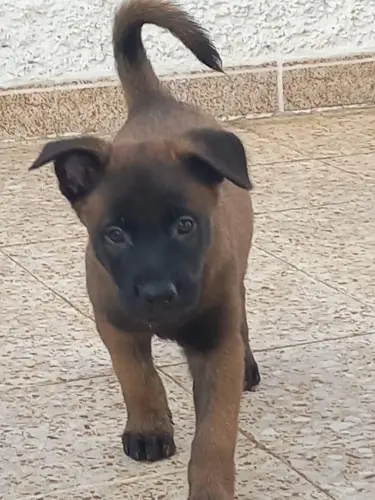 Chiots Malinois Charbonné masque noir