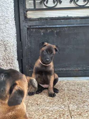 Chiots Malinois Charbonné masque noir