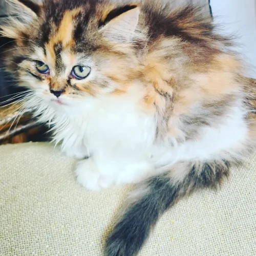 Scotish fold et britsh longhair