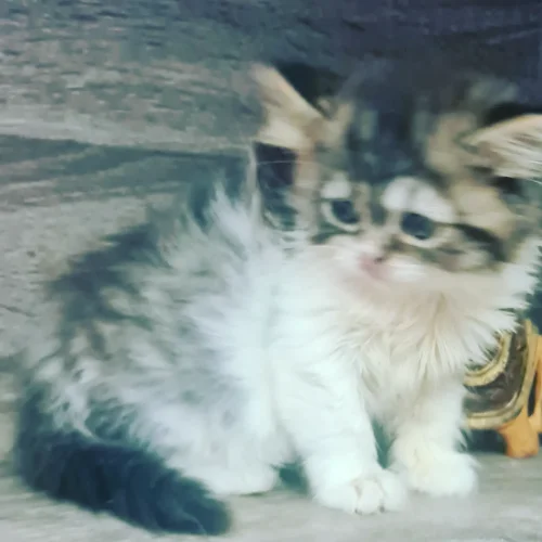 Scotish fold et britsh longhair