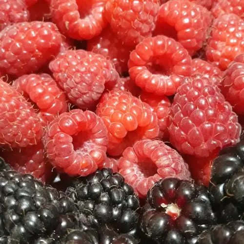 Fruits de bois