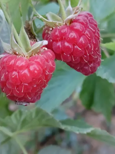 Fruits de bois