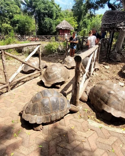 Voyage organisé Zanzibar