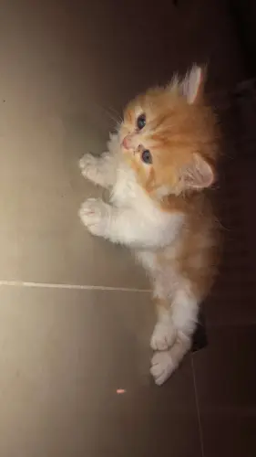 Chaton persan
