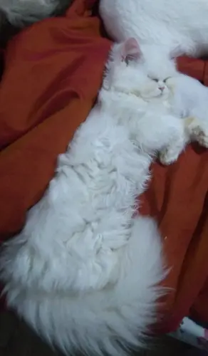 chat de race persan shirazi