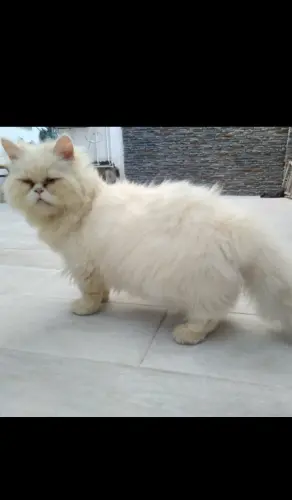 chat de race persan shirazi