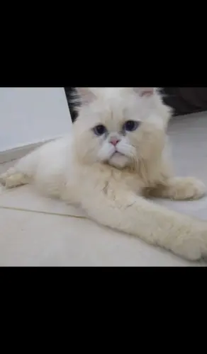 chat de race persan shirazi