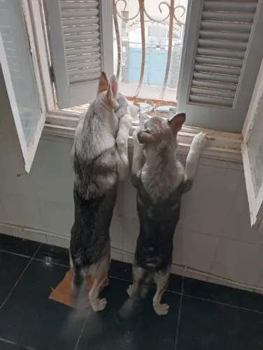 Couple chien husky