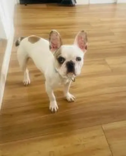 Chien