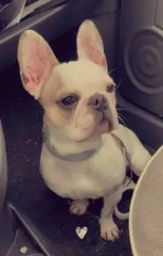 Chien