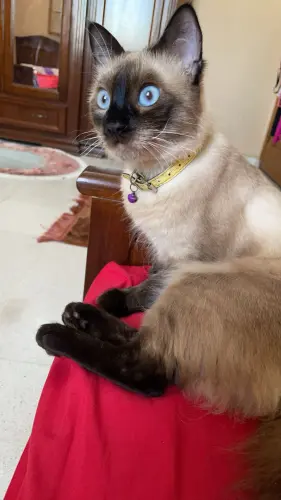 Chat siamois