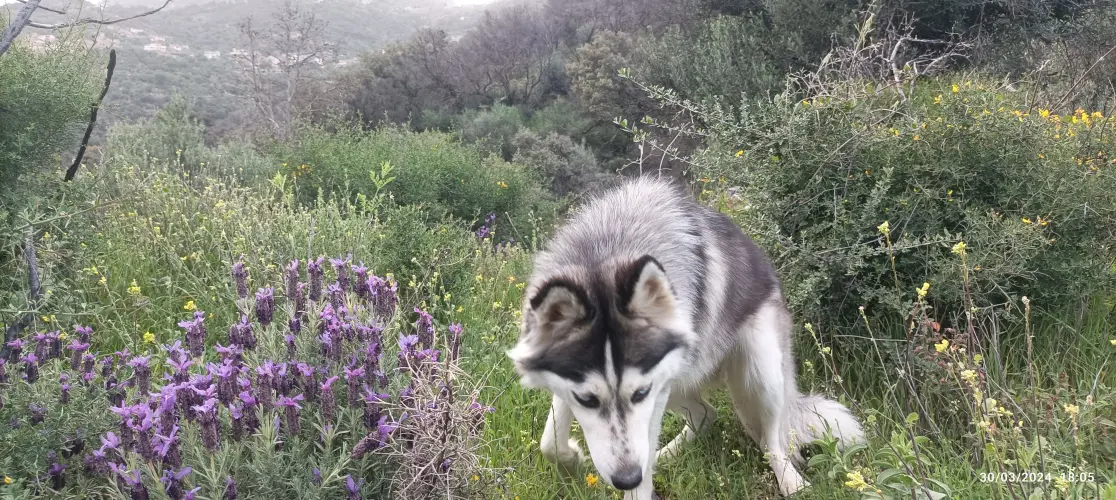 Chien husky sibérien femelle âgée de 22 mois