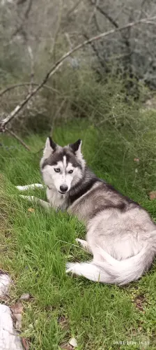 Chien husky sibérien femelle âgée de 22 mois