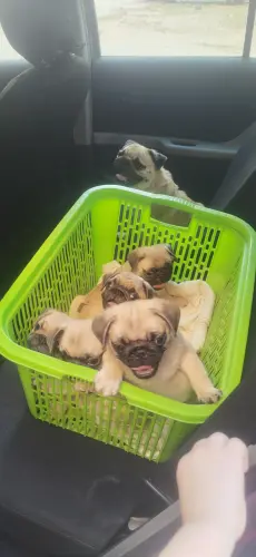 Chiots carlin 2 mois