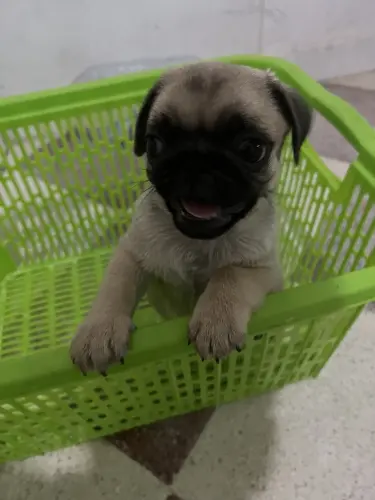 Chiots carlin 2 mois