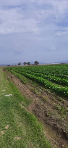 ارض فلاحية بالدفتر العقاري عزابة طريق حجار السود