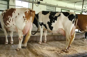 Aliment Vache Laitière