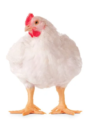 Aliment Poulet De Chair