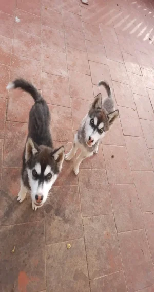 Husky serbien mâle w femal