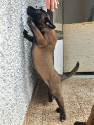 Chiots Malinois Charbonné masque noir