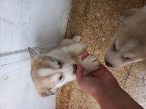 chiot husky