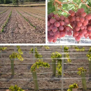 Ingénieur en agronomie specialisé en culture de raisins