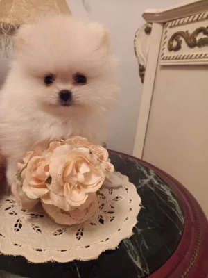 Spitz pomeranian