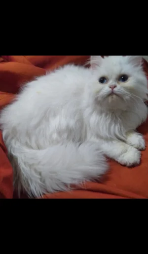 chat de race persan shirazi