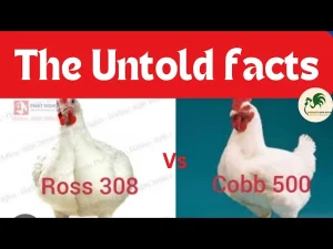 poussin repro chair d'un jour