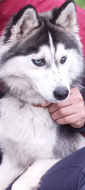 Chien husky sibérien femelle âgée de 22 mois